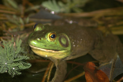 big_frog