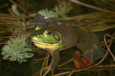 big_frog