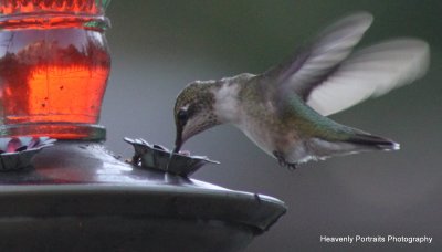 IMG_1512.JPG