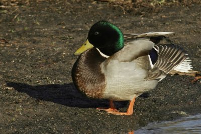 DSC05173a.jpg