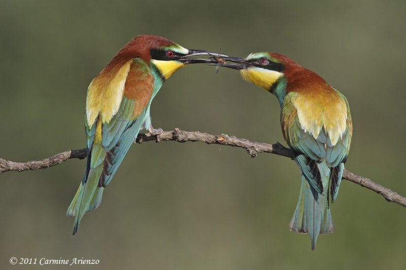 Bee eater - Gruccione  (Merops apiaster) 4