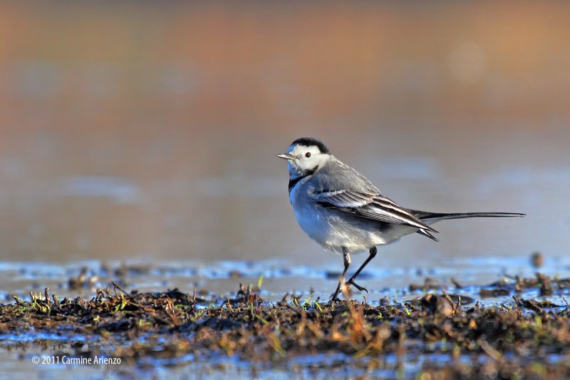 WHITE WAGTAIL - BALLERINA BIANCA (Motacilla alba)