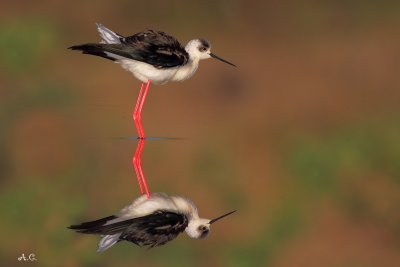 Cavaliere d'Italia  - Black-winged stilt ( Himantopus himantopus )