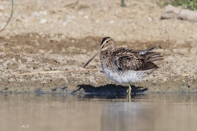 Beccaccino  Gallinago gallinago .jpg