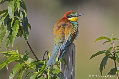 Bee eater - Gruccione  (Merops apiaster) 2