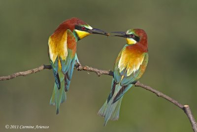 BEE EATERS - GRUCCIONI  (merops apiaster)   by Carmine Arienzo