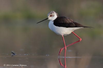 Black-winged Stilt - Himantopus himantopus