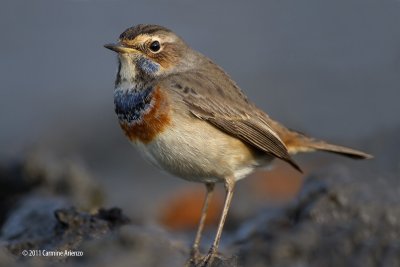 Pettazzurro - Luscinia svecica