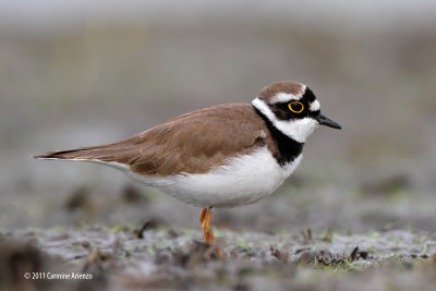 __Corriere Piccolo 3 - Littled Ringed Plover - Charadius bubius