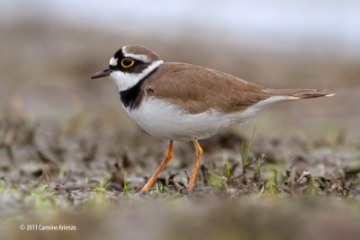 _Corriere Piccolo 2 - Littled Ringed Plover - Charadius bubius