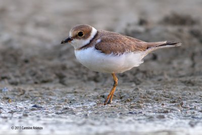 _Corriere Piccolo giovane 1 - Littled Ringed Plover - Charadius bubius