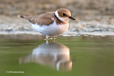 _Corriere Piccolo giovane 2 - Littled Ringed Plover - Charadius bubius