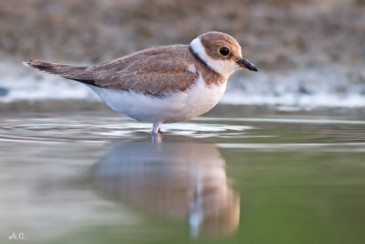 _Corriere Piccolo giovane 3 - Littled Ringed Plover - Charadius bubius