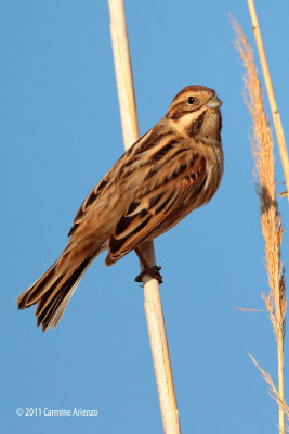 migliarino di palude - Emberiza schoeniclus