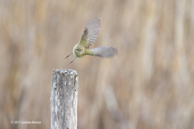 Chiffchaff - Lui Piccolo (Philloscopus Collybita)