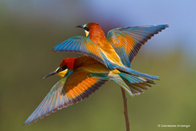 Bee eaters mating