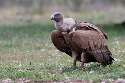 Griffon Vulture ( Gyps fulvus )