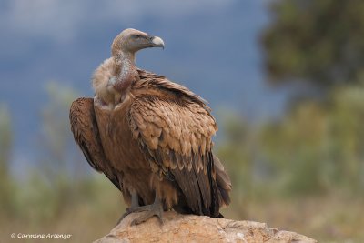 Griffon Vulture ( Gyps fulvus )