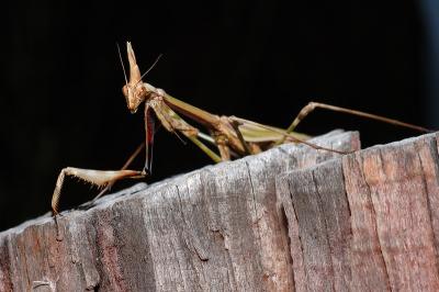 DSC_0202.JPG