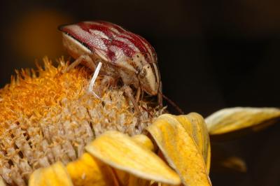 DSC_0009.JPG