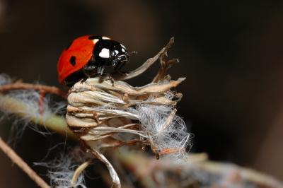 DSC_0047.JPG