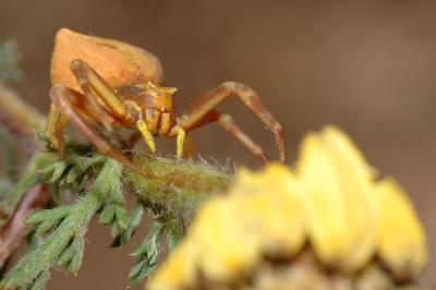 DSC_0127.JPG