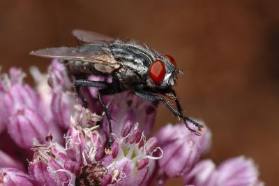 DSC_0011.JPG