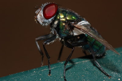 DSC_0049.JPG