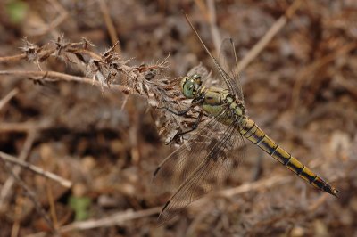 DSC_0006.JPG