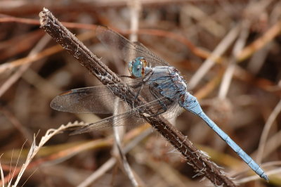 DSC_0088.JPG