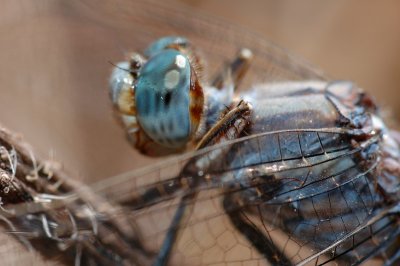 DSC_0091.JPG