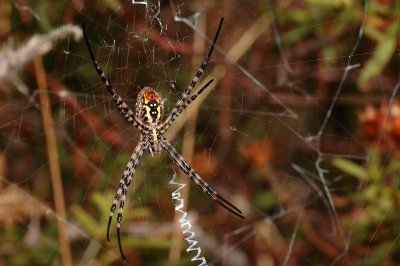 DSC_0103.JPG