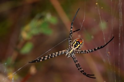DSC_0107.JPG