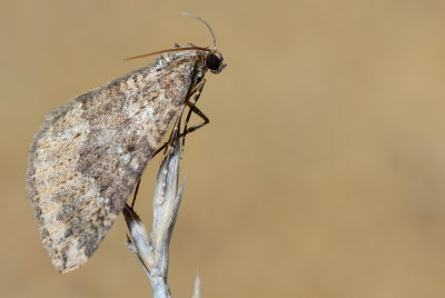 DSC_0010.JPG
