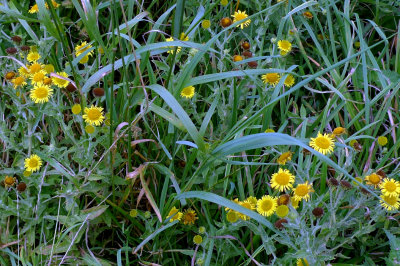 P1060901SP2.jpg