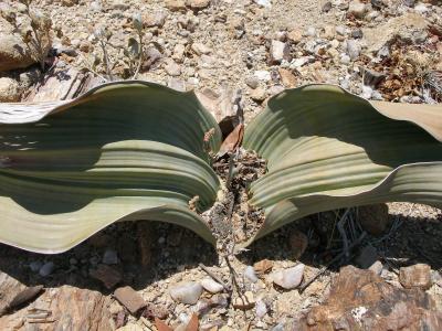 welwitschia, can be 2000 years old