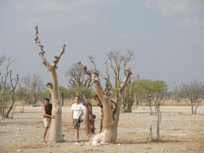 g4/38/1938/3/51918928.namibia2005697.jpg
