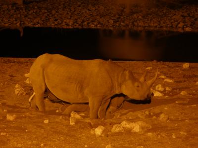 mother & rhino kid