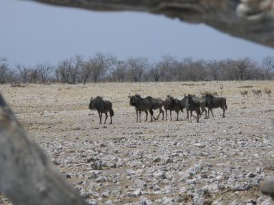 wildebeest