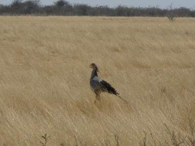 secretary bird