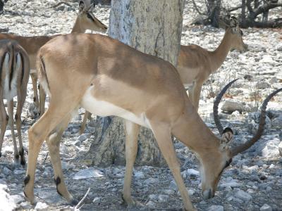 Impala, with their sexy ass