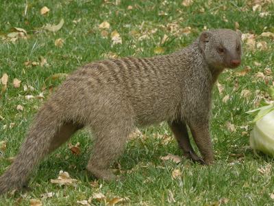 stripped mongoose