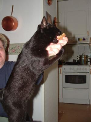 Play with cookies