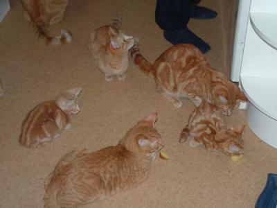 A floor full with red cats