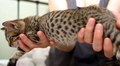 Her beautyful spotted body7 weeks old