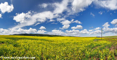 Canola Fields