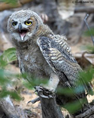 Great Horned Owl