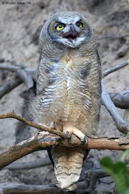 Great Horned Owl