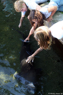 Sturgeon Petting