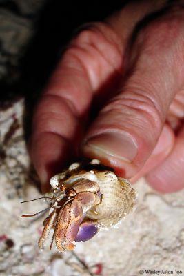 Mom with Crab